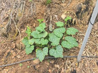 한상훈님의 호박 · 영농일지 작성글 사진