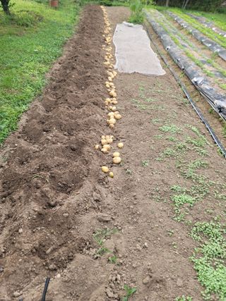 단풍농장님의 감자 · 영농일지 작성글 사진