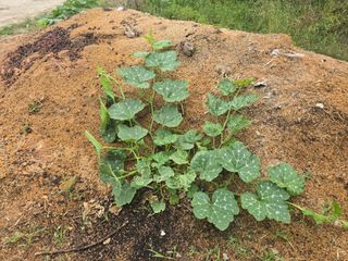 한상훈님의 호박 · 영농일지 작성글 사진
