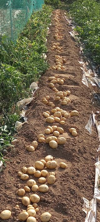 고병길님의 감자 · 영농일지 작성글 사진