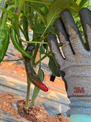 무무님의 고추 · 영농일지 작성글 사진