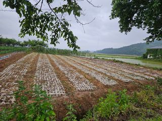 백호순(후추)님의 참깨 · 영농일지 작성글 사진