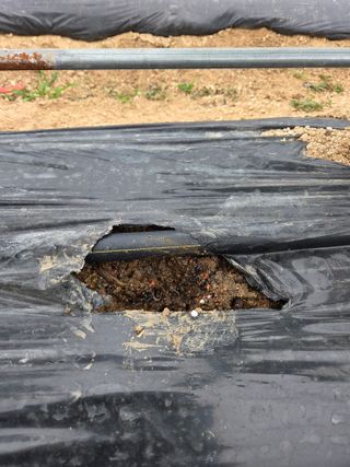 김윤회님의 오이 · 영농일지 작성글 사진