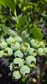 팜모닝 블루베리·영농일지 게시글 이미지