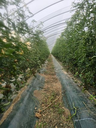 대파16098님의 기타작물 · 영농일지 작성글 사진