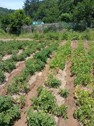 이영숙님의 기타작물 · 영농일지 작성글 사진