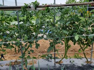 권병☆님의 고추 · 영농일지 작성글 사진