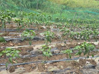 한상훈님의 고추 · 영농일지 작성글 사진