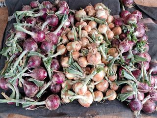 권병☆님의 양파 · 영농일지 작성글 사진