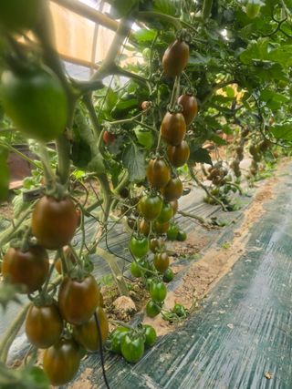 대파16098님의 기타작물 · 영농일지 작성글 사진