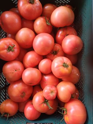 전원수님의 토마토 · 영농일지 작성글 사진