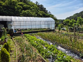 김영수님의 상추 · 영농일지 작성글 사진