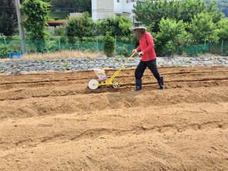 권병☆님의 양파 · 영농일지 작성글 사진