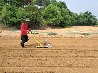 권병☆님의 양파 · 영농일지 작성글 사진