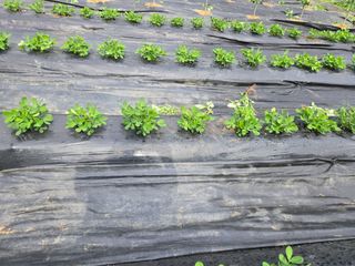 강화화도님의 기타작물 · 영농일지 작성글 사진