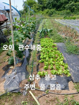 안승호님의 고추 · 영농일지 작성글 사진