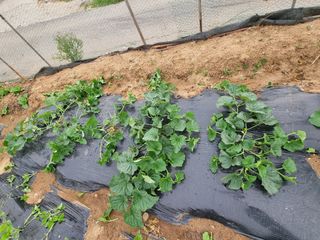 권병☆님의 고추 · 영농일지 작성글 사진