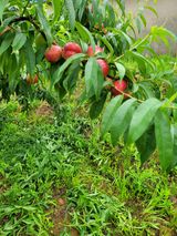 팜모닝 기타작물·영농일지 게시글 이미지