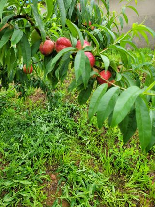 포도11552님의 기타작물 · 영농일지 작성글 사진