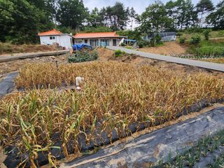 황미순님의 마늘 · 영농일지 작성글 사진