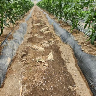 유원준님의 고추 · 영농일지 작성글 사진