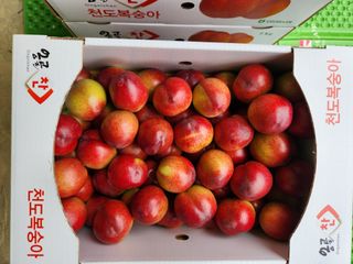 꿀복이농장님의 복숭아 · 영농일지 작성글 사진