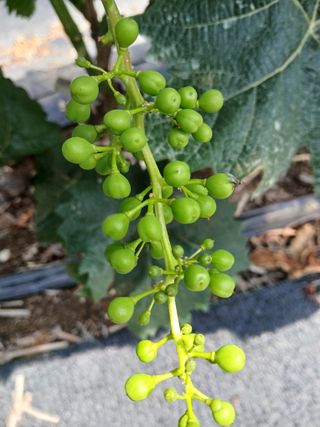 상훈경영체등록5년차님의 포도 · 영농일지 작성글 사진