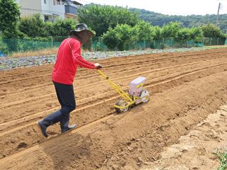 권병☆님의 양파 · 영농일지 작성글 사진