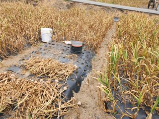 황미순님의 마늘 · 영농일지 작성글 사진