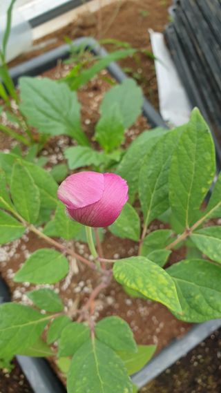 병풍취산채농원님의 상추 · 영농일지 작성글 사진