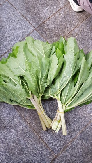 병풍취산채농원님의 기타작물 · 영농일지 작성글 사진