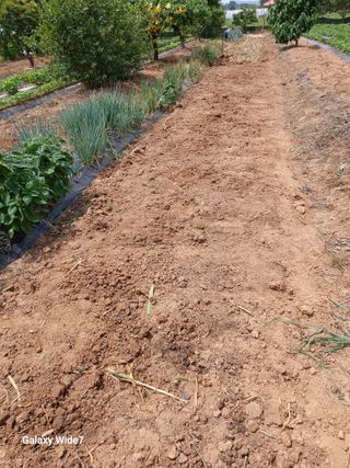 바위돌 심재성님의 마늘 · 영농일지 작성글 사진