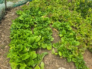 한상훈님의 상추 · 영농일지 작성글 사진