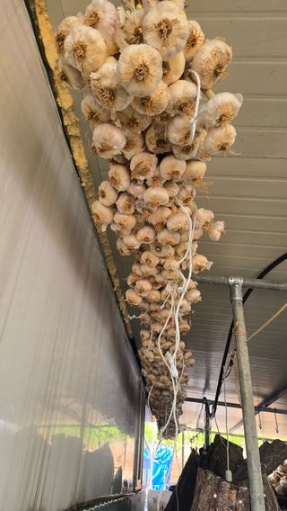 대박농장신초시님의 기타작물 · 영농일지 작성글 사진