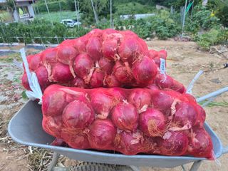 김세리님의 양파 · 영농일지 작성글 사진