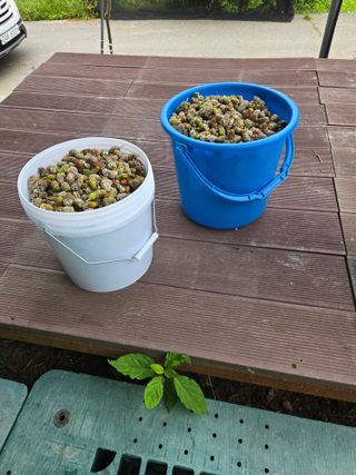 신이내린오디 정가네님의 감 · 영농일지 작성글 사진