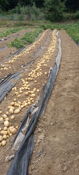 고병길님의 감자 · 영농일지 작성글 사진