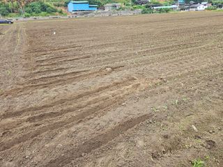 태이린팜님의 옥수수 · 영농일지 작성글 사진
