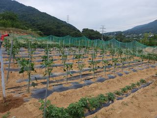 콩7431(팔공산)님의 기타작물 · 영농일지 작성글 사진