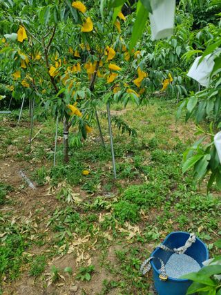 심기섭님의 기타작물 · 영농일지 작성글 사진