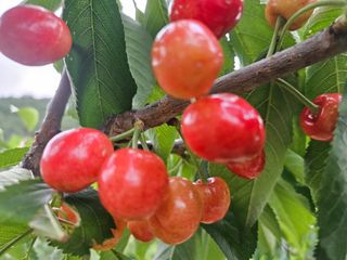 정종호농부님의 감 · 영농일지 작성글 사진