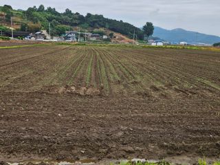 태이린팜님의 옥수수 · 영농일지 작성글 사진