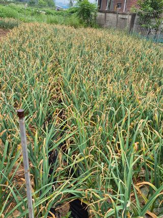 농부님.모두.모두힘님의 마늘 · 영농일지 작성글 사진