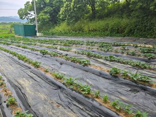 강화화도님의 기타작물 · 영농일지 작성글 사진