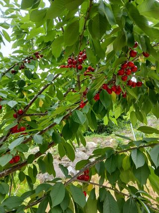 사과6329님의 기타작물 · 영농일지 작성글 사진