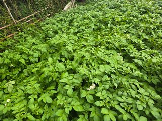 한상훈님의 감자 · 영농일지 작성글 사진