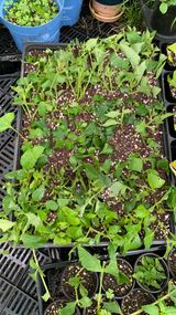 팜모닝 기타작물·영농일지 게시글 이미지