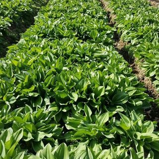 병풍취산채농원님의 기타작물 · 영농일지 작성글 사진