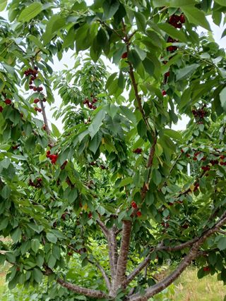 사과6329님의 기타작물 · 영농일지 작성글 사진