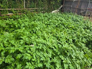 한상훈님의 감자 · 영농일지 작성글 사진